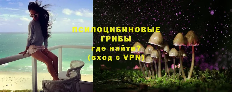 Псилоцибиновые грибы Psilocybe  Шуя 